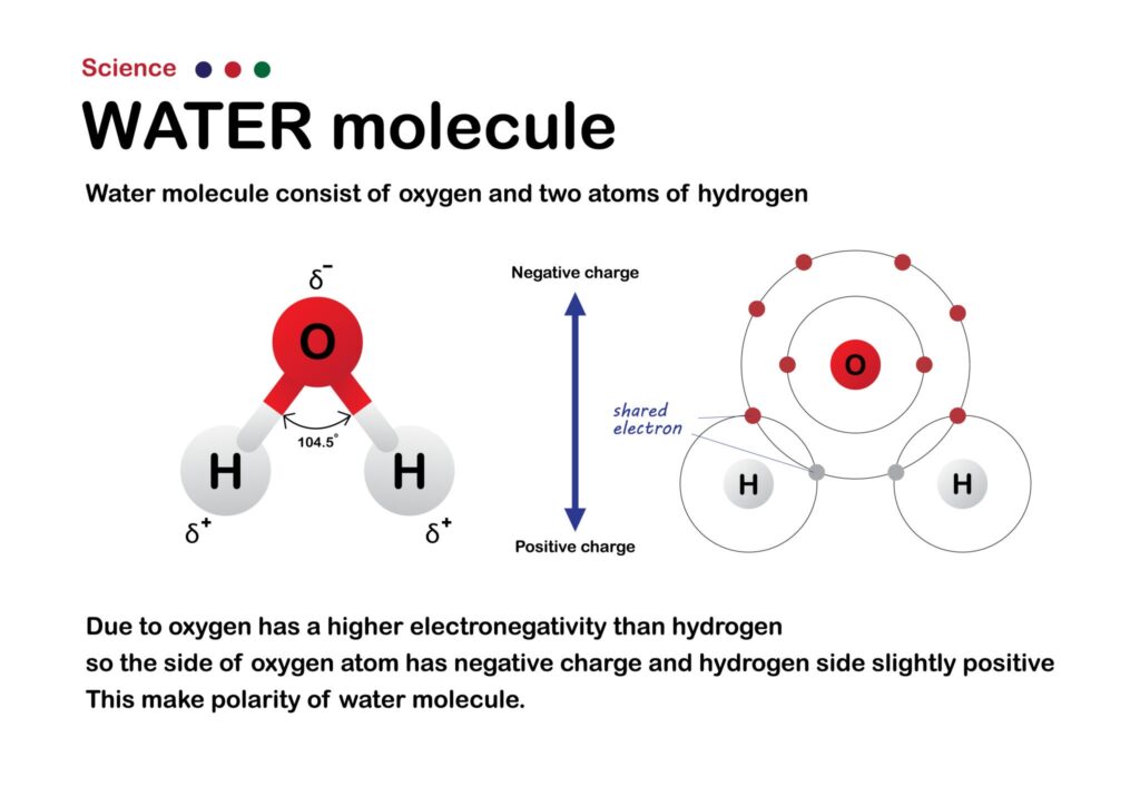 Diagram illustrating covalent bonding in a water molecule (H?O), showing oxygen sharing electrons with two hydrogen atoms. The polar nature of the molecule, with partial negative charge on oxygen and partial positive charges on hydrogen, is also depicted."